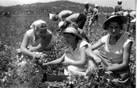 A fonyódi Magyar Tenger Tsz kertészetében szovjet pionírok borsót szednek