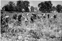 A Lábodi Állami Gazdaság kukoricatábláját az úttörők pétisózzák