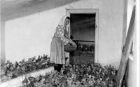 A kadarkúti Szabadság Tsz-ben szerződéses pecsenyecsirkéket nevel Koszticsa Mária