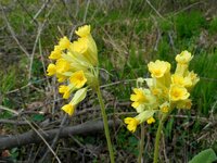 Tavaszi kankalin - Primula veris 2