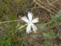 Kései szegfű - Dianthus serotinus 2