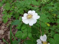 Erdei rózsa - Rosa arvensis 3