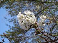 Vadcseresznye - Prunus avium