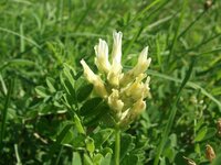 Hólyagos csüdfű - Astragalus cicer 2
