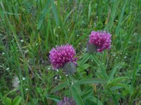 Bérci here - Trifolium alpestre 2