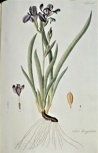 Franz Adam Waldstein (1759–1823), Kitaibel Pál (1757-1817): Descriptiones et icones plantarum rariorum Hungariae 3.vol.