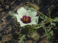 Vetési varjúmák - Hibiscus trionum