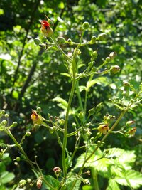 Göcsös görvélyfű - Scophularia nodosa