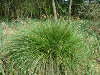 Bugás sás - Carex paniculata