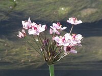 Virágkáka - Butomus umbellatus