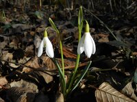 Hóvirág - Galanthus nivalis 4