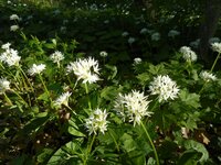 Medvehagyma - Allium ursinum 2
