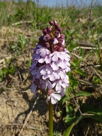 Bíboros kosbor - Orchis purpurea 2