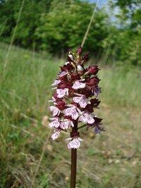 Bíboros kosbor - Orchis purpurea 3