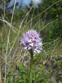 Tarka kosbor - Orchis tridentata 4