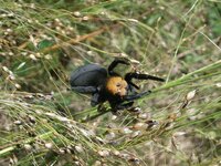 Sárgafejű bikapók - Eresus moravicus